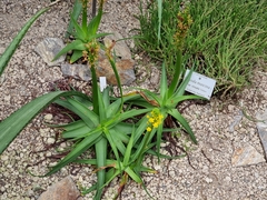 Bulbine latifolia latifolia