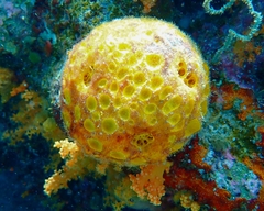 Cinachyrella