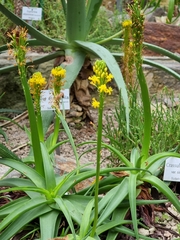 Bulbine latifolia latifolia