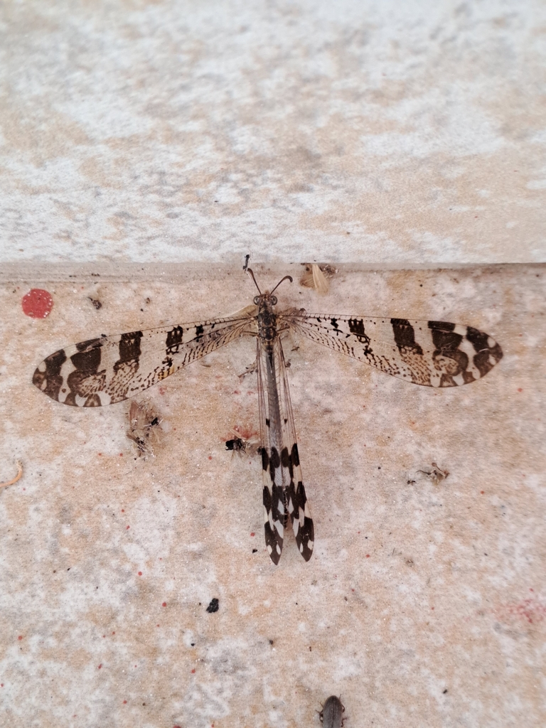Millerleon subdolus