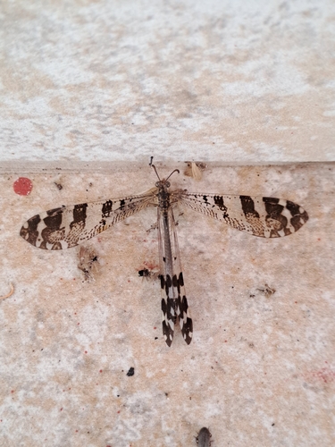 Millerleon subdolus