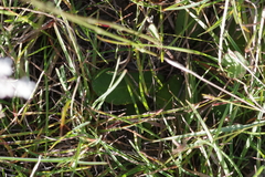 Alepidea