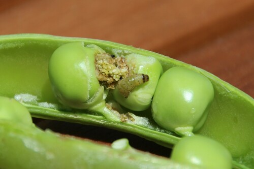 Pea Moth