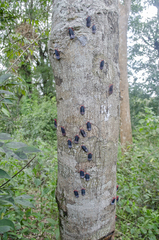 Kalidasa lanata