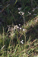 Alepidea