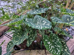 Caladium praetermissum