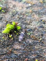 Entomobrya albocincta