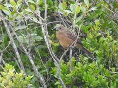 Cyanoloxia glaucocaerulea