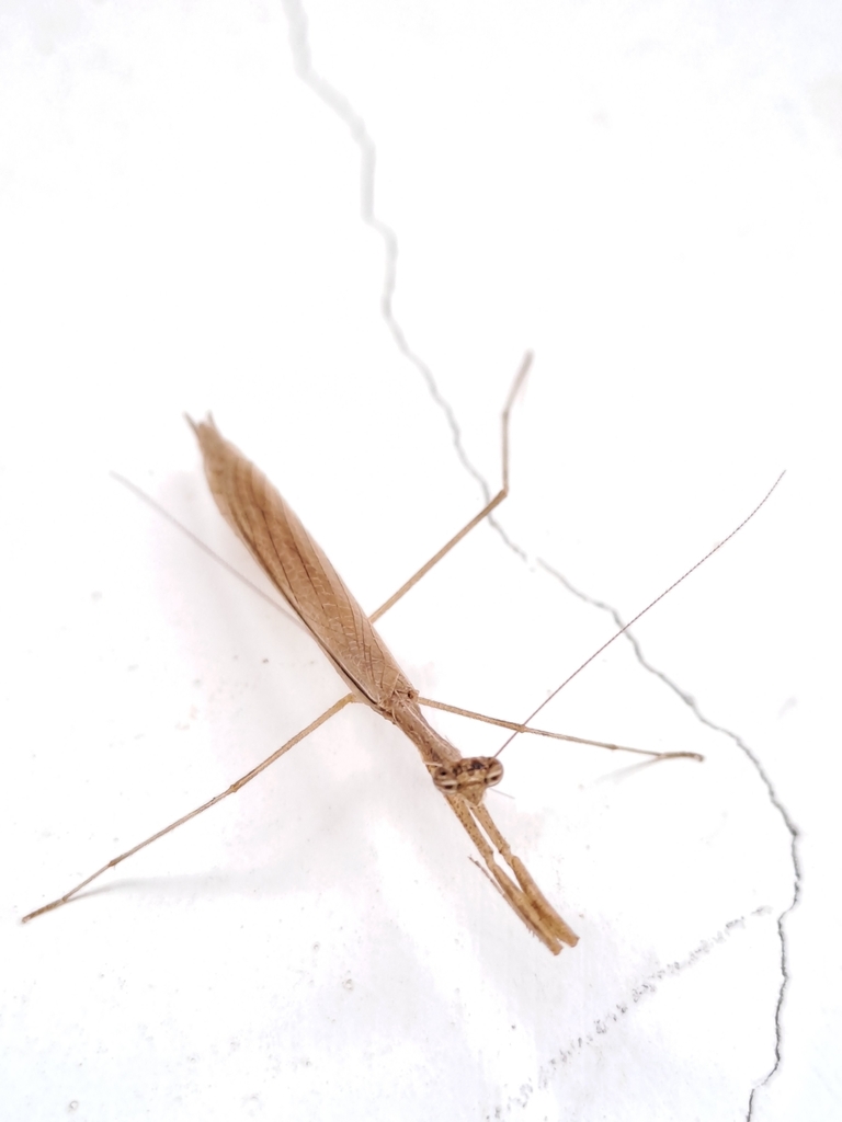 Musonia margharethae