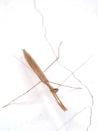 Musonia margharethae