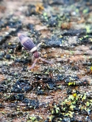 Entomobrya albocincta