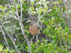 Cyanoloxia glaucocaerulea