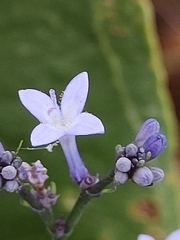 Gentianales