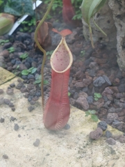 Nepenthes hispida