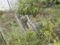 Cyanoloxia glaucocaerulea