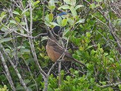 Cyanoloxia glaucocaerulea