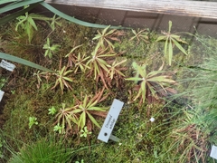 Drosera adelae