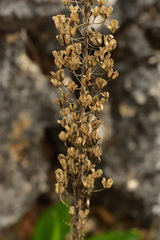 Drimia maritima