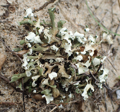 Cladonia foliacea