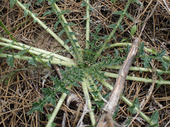 Scolymus hispanicus occidentalis