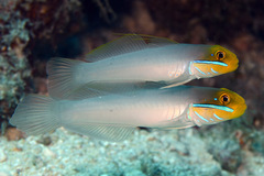 Valenciennea strigata