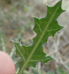 Scolymus hispanicus occidentalis