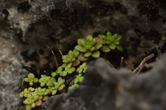 Sedum litoreum