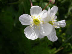 Ranunculus platanifolius