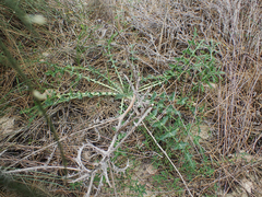 Scolymus hispanicus occidentalis