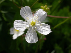 Ranunculus platanifolius