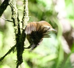 Troglodytes solstitialis