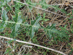 Scolymus hispanicus occidentalis