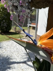 Trigona fulviventris