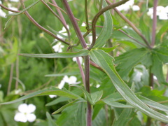 Ranunculus platanifolius