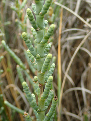 Arthrocaulon macrostachyum