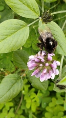 Bombus terrestris canariensis