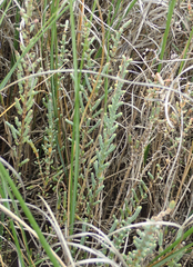 Arthrocaulon macrostachyum