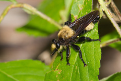 Laphria lata