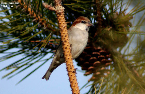 Passer cinnamomeus
