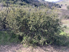 Quercus berberidifolia