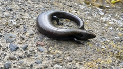 Chalcides viridanus