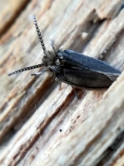 Psychodinae
