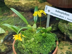 Bulbophyllum retusiusculum