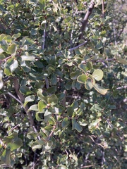 Quercus berberidifolia