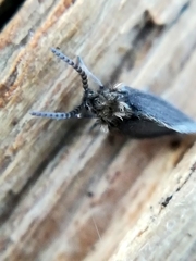 Psychodinae