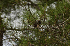 Pinus brutia