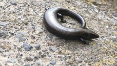 Chalcides viridanus