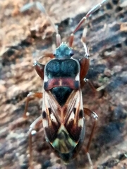 Scolopostethus thomsoni