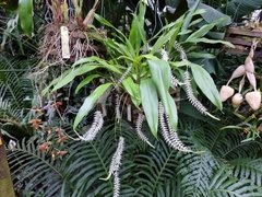 Dendrochilum glumaceum