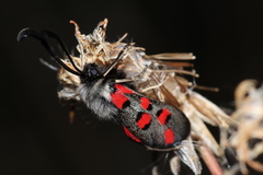 Zygaena rhadamanthus